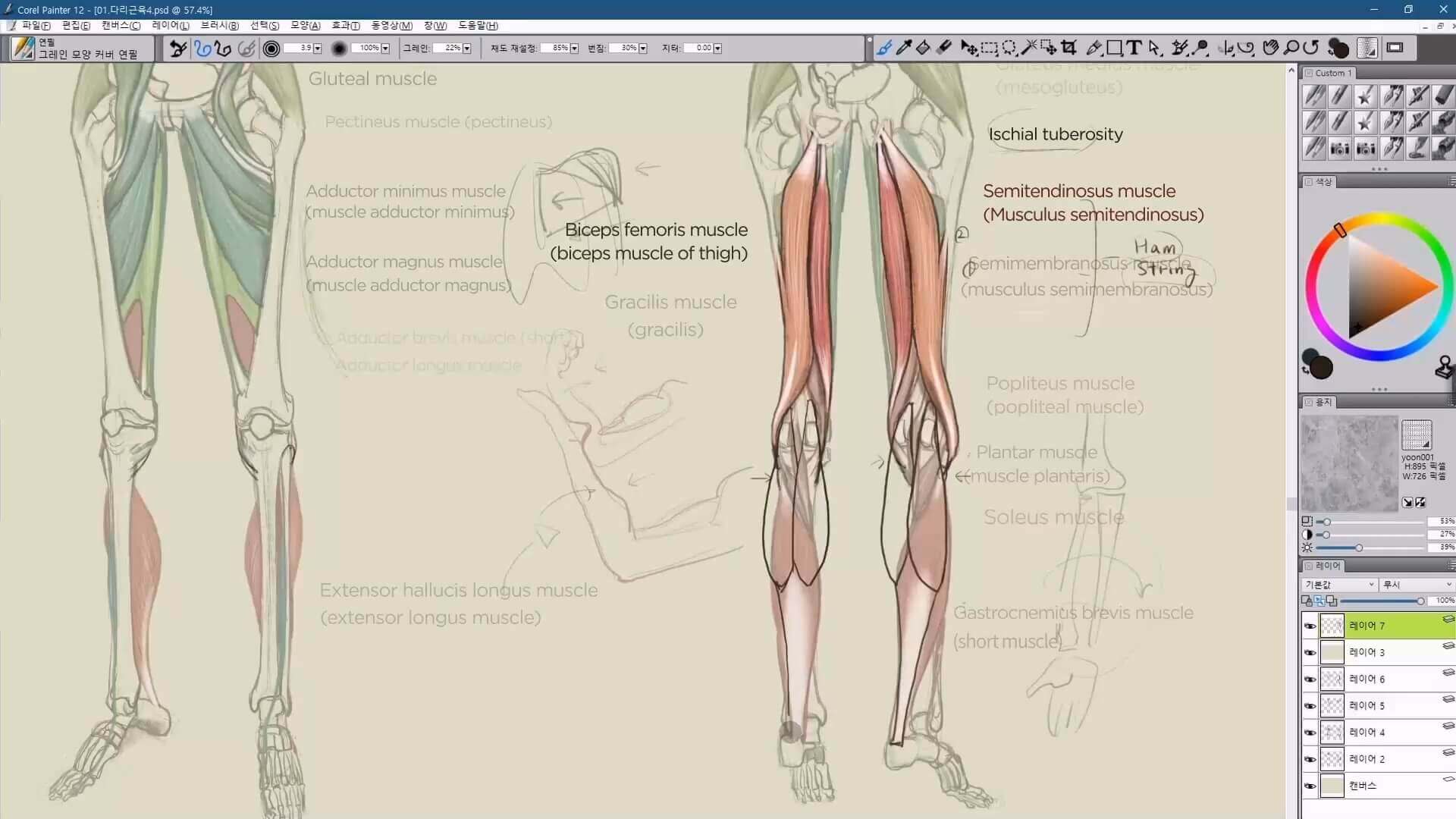 Vẽ Cơ Thể Con Người Dựa Trên Giải Phẫu Học